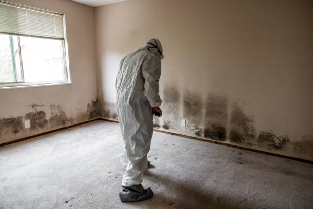 Mold Odor Removal Services in Walnut Ridge, AR